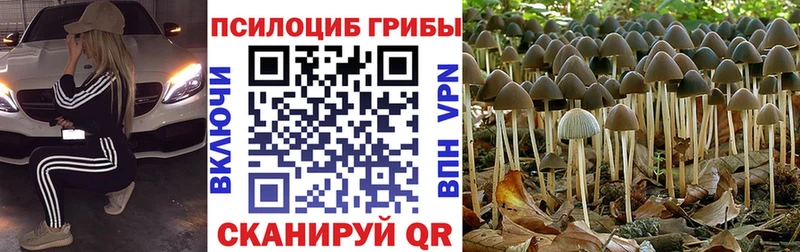 цены   Барнаул  Псилоцибиновые грибы мухоморы 